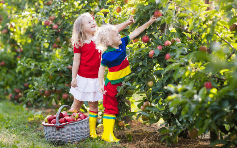Apple Picking with Quiet Time: A Sensory Activity for Autism Support