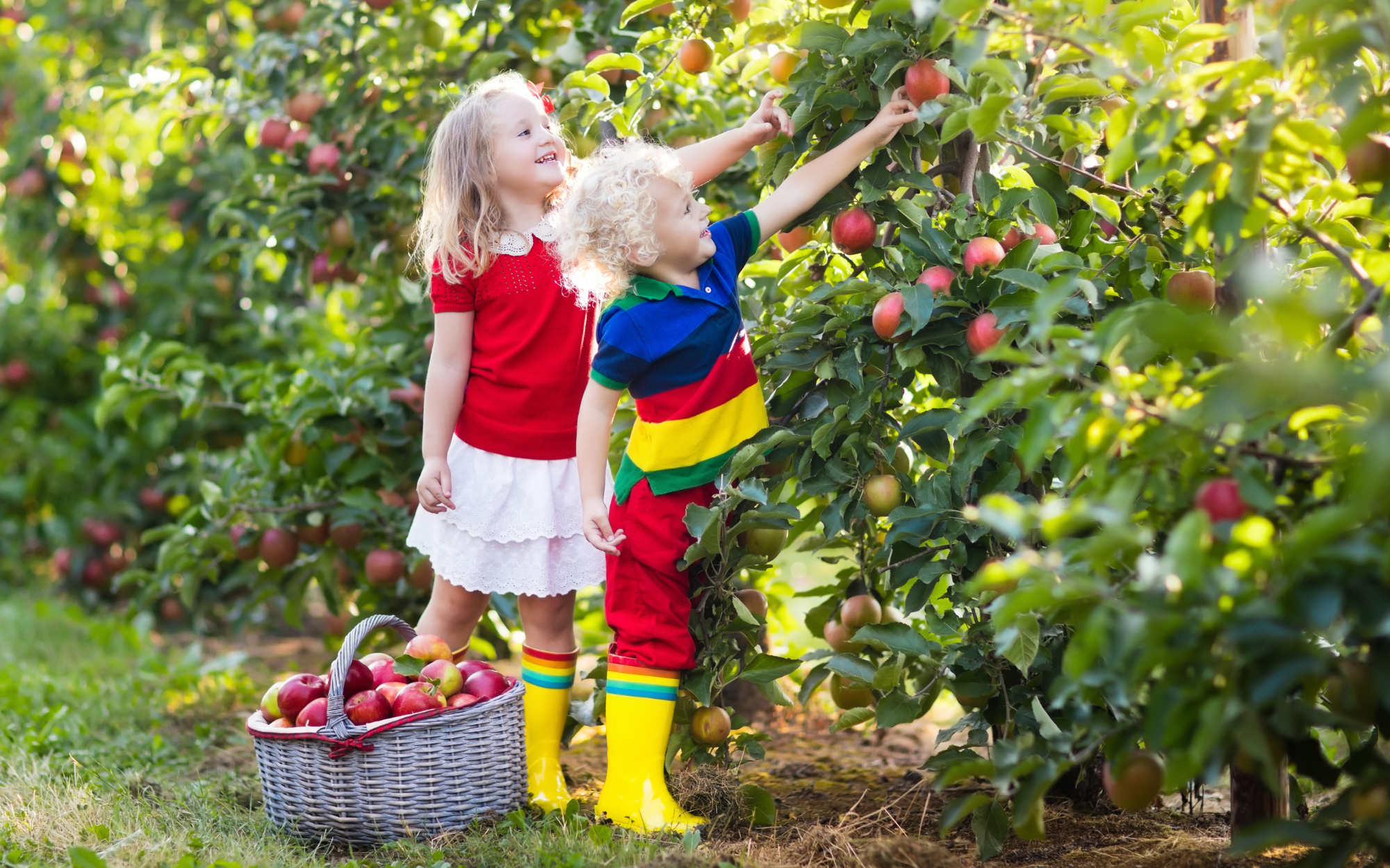 Apple Picking with Quiet Time: A Sensory Activity for Autism Support